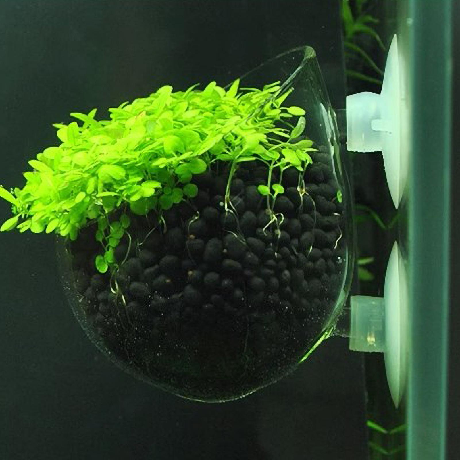 Aquarium Plant Holder Glass Aq - Badminton Live recension och pris