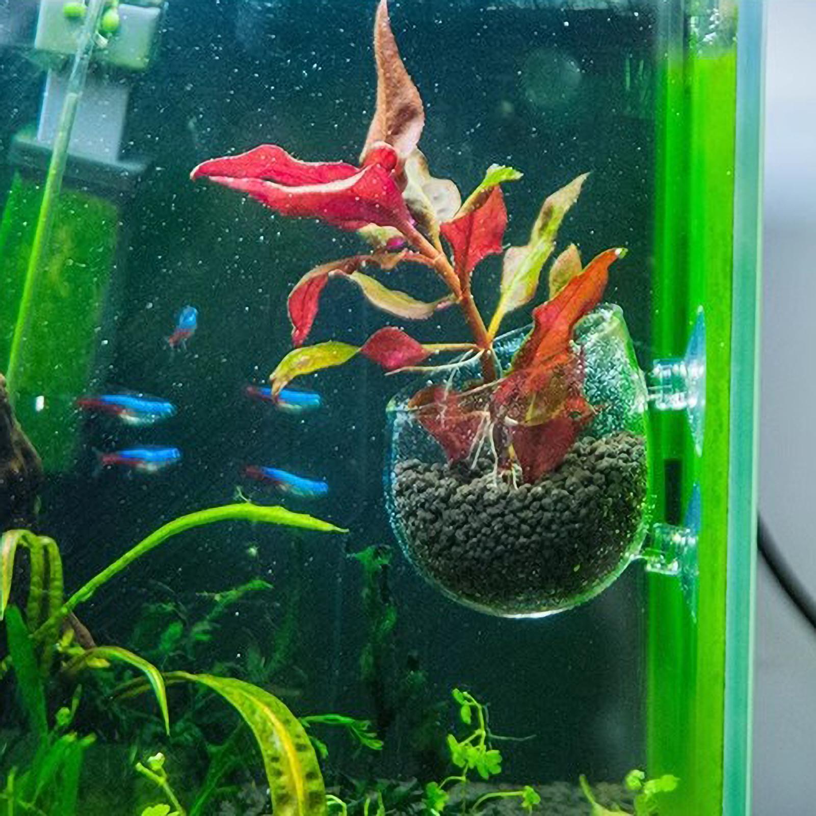 Aquarium Plant Holder Glass Aq - Badminton Live recension och pris