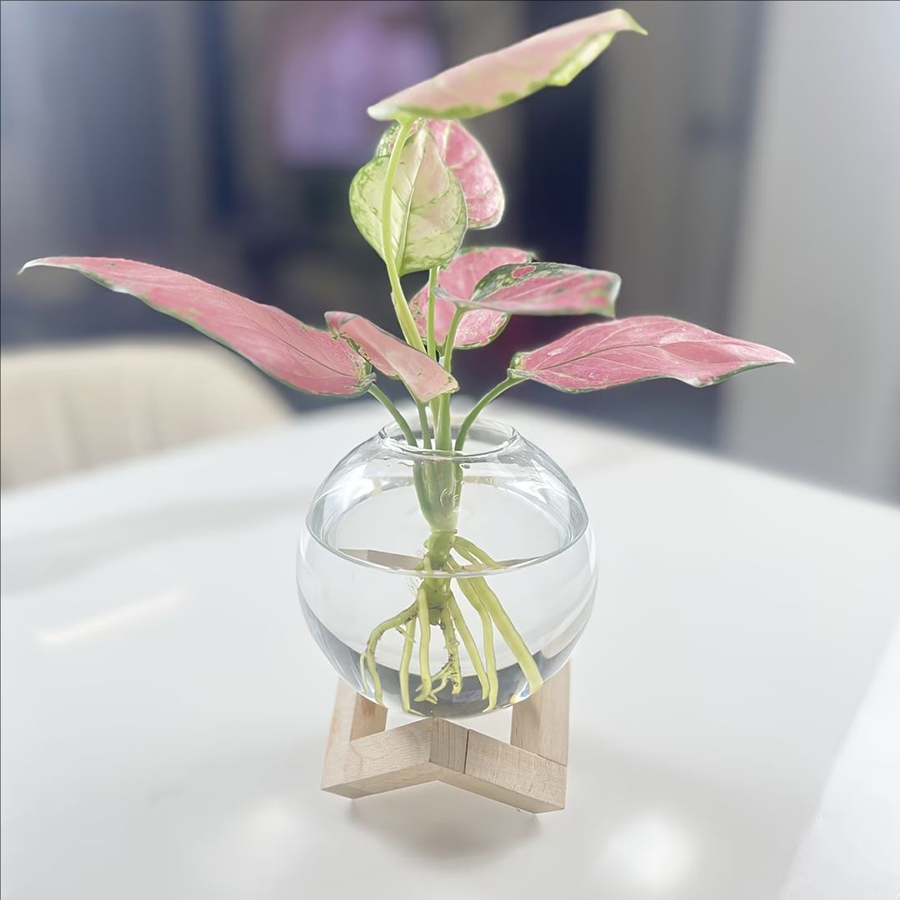 Plant Cultivation Station with - Badminton Live recension och pris